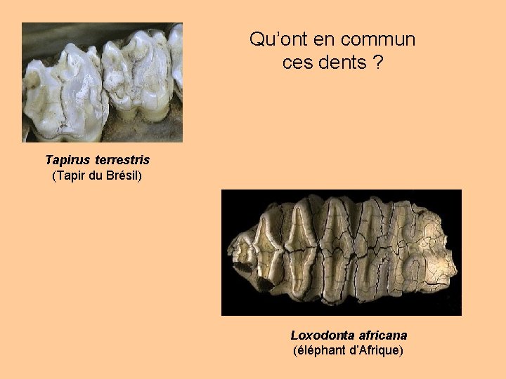 Qu’ont en commun ces dents ? Tapirus terrestris (Tapir du Brésil) Loxodonta africana (éléphant