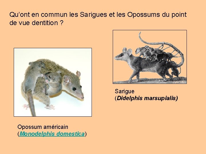 Qu’ont en commun les Sarigues et les Opossums du point de vue dentition ?