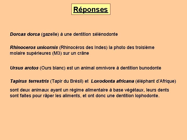 Réponses Dorcas dorca (gazelle) à une dentition sélénodonte Rhinoceros unicornis (Rhinocéros des Indes) la