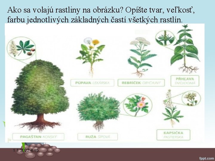 Ako sa volajú rastliny na obrázku? Opíšte tvar, veľkosť, farbu jednotlivých základných častí všetkých