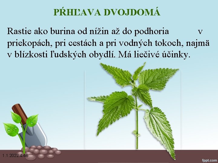 PŔHĽAVA DVOJDOMÁ Rastie ako burina od nížin až do podhoria v priekopách, pri cestách