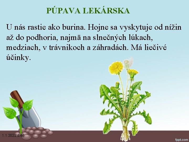 PÚPAVA LEKÁRSKA U nás rastie ako burina. Hojne sa vyskytuje od nížin až do