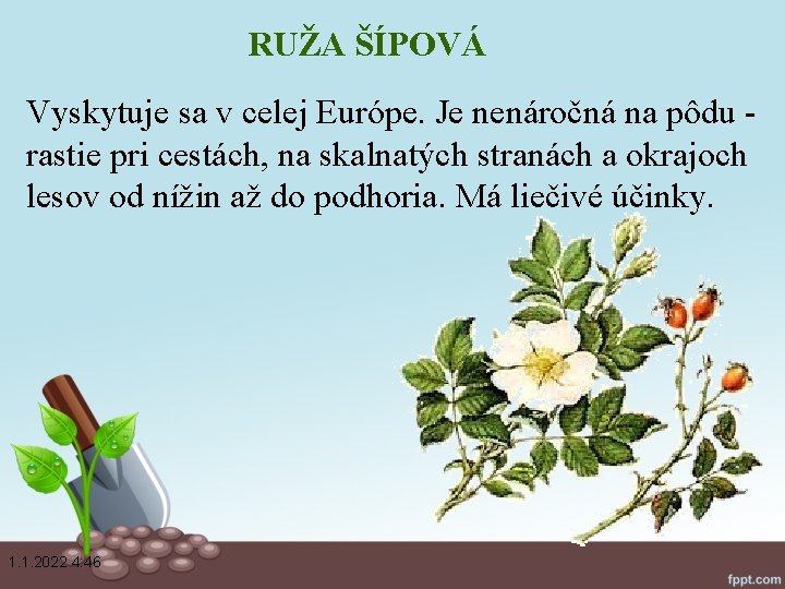 RUŽA ŠÍPOVÁ Vyskytuje sa v celej Európe. Je nenáročná na pôdu rastie pri cestách,