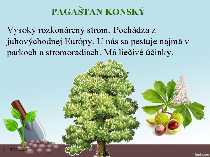 PAGAŠTAN KONSKÝ Vysoký rozkonárený strom. Pochádza z juhovýchodnej Európy. U nás sa pestuje najmä