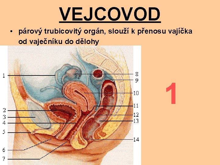 VEJCOVOD • párový trubicovitý orgán, slouží k přenosu vajíčka od vaječníku do dělohy 1