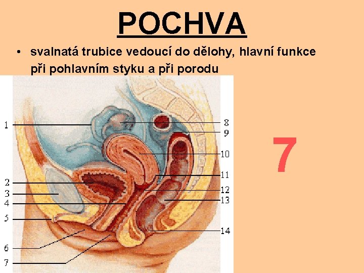 POCHVA • svalnatá trubice vedoucí do dělohy, hlavní funkce při pohlavním styku a při