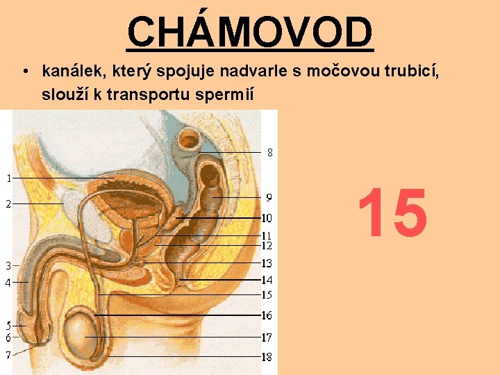 CHÁMOVOD • kanálek, který spojuje nadvarle s močovou trubicí, slouží k transportu spermií 15