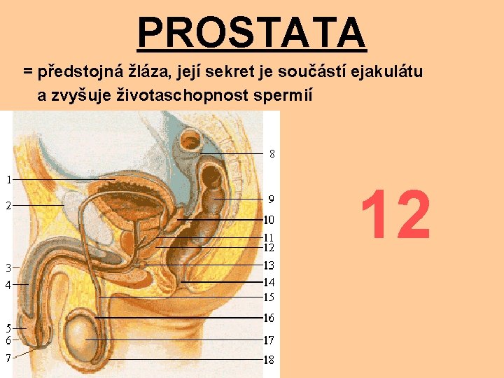 PROSTATA = předstojná žláza, její sekret je součástí ejakulátu a zvyšuje životaschopnost spermií 12