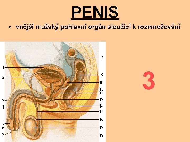 PENIS • vnější mužský pohlavní orgán sloužící k rozmnožování 3 
