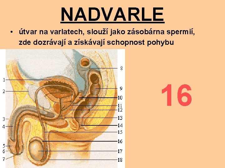 NADVARLE • útvar na varlatech, slouží jako zásobárna spermií, zde dozrávají a získávají schopnost