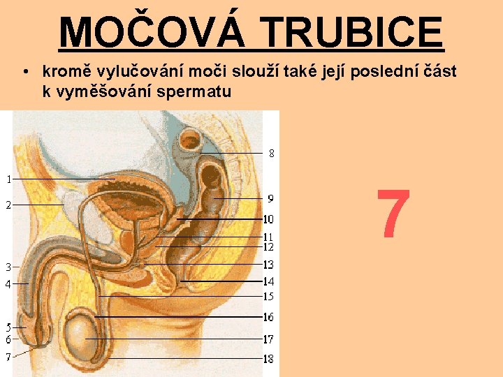 MOČOVÁ TRUBICE • kromě vylučování moči slouží také její poslední část k vyměšování spermatu