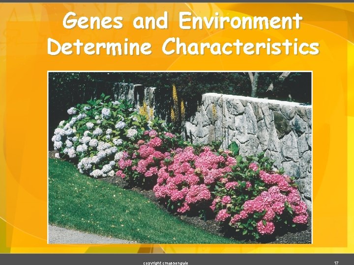 Genes and Environment Determine Characteristics copyright cmassengale 17 Genes and Environment Determine Characteristics copyright cmassengale 17