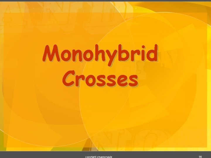 Monohybrid Crosses copyright cmassengale 30 