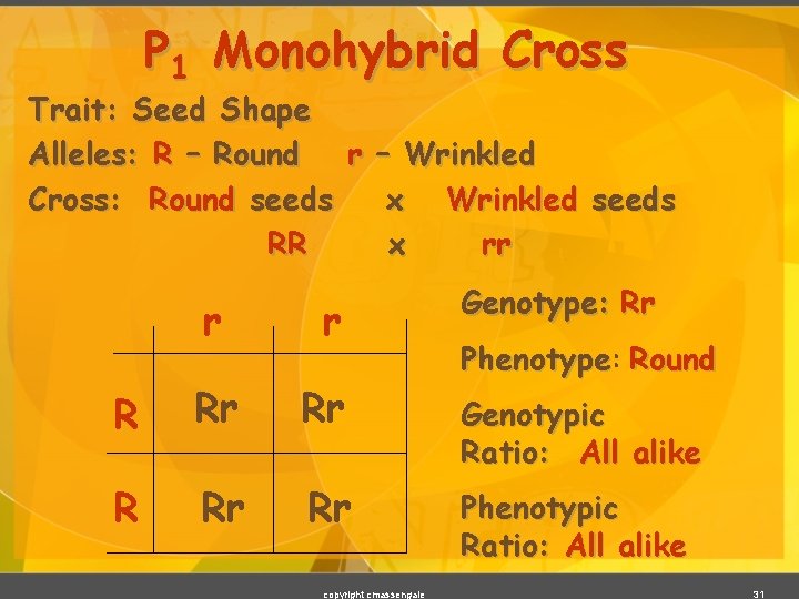 P 1 Monohybrid Cross Trait: Seed Shape Alleles: R – Round r – Wrinkled