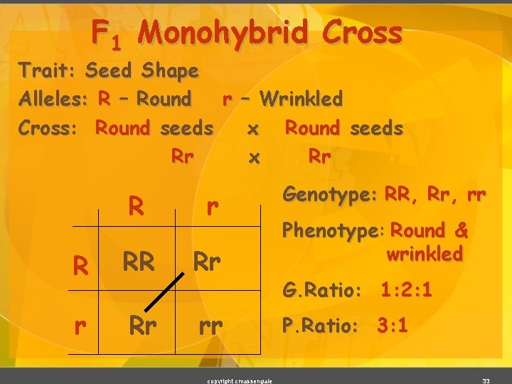 F 1 Monohybrid Cross Trait: Seed Shape Alleles: R – Round r – Wrinkled