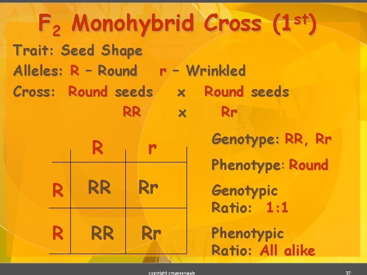 F 2 Monohybrid Cross st (1 ) Trait: Seed Shape Alleles: R – Round