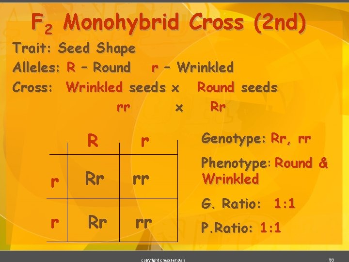 F 2 Monohybrid Cross (2 nd) Trait: Seed Shape Alleles: R – Round r