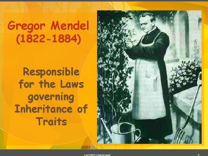 Gregor Mendel (1822 -1884) Responsible for the Laws governing Inheritance of Traits copyright cmassengale