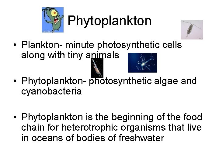 Phytoplankton • Plankton- minute photosynthetic cells along with tiny animals • Phytoplankton- photosynthetic algae