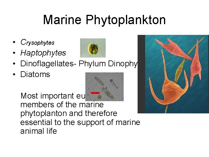 Marine Phytoplankton • • Crysophytes Haptophytes Dinoflagellates- Phylum Dinophyta Diatoms Most important eukaryotic members