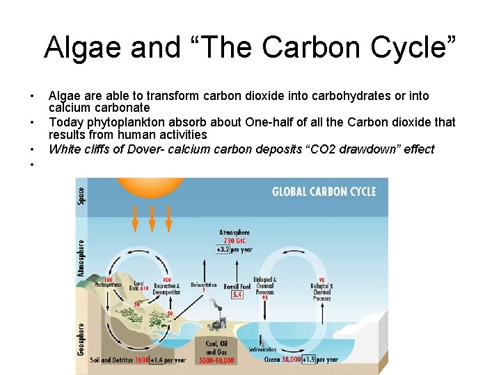 Algae and “The Carbon Cycle” • • Algae are able to transform carbon dioxide