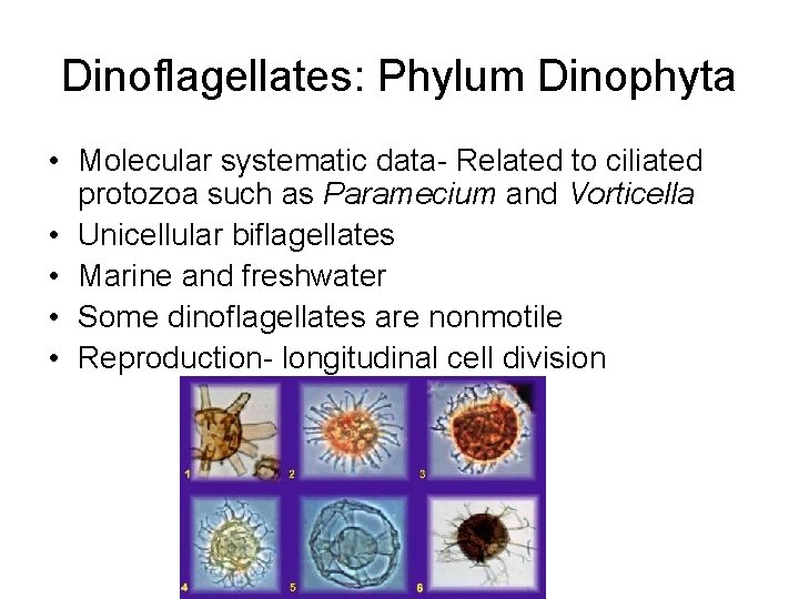 Dinoflagellates: Phylum Dinophyta • Molecular systematic data- Related to ciliated protozoa such as Paramecium