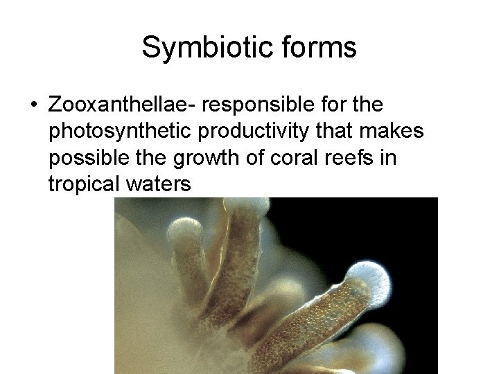 Symbiotic forms • Zooxanthellae- responsible for the photosynthetic productivity that makes possible the growth