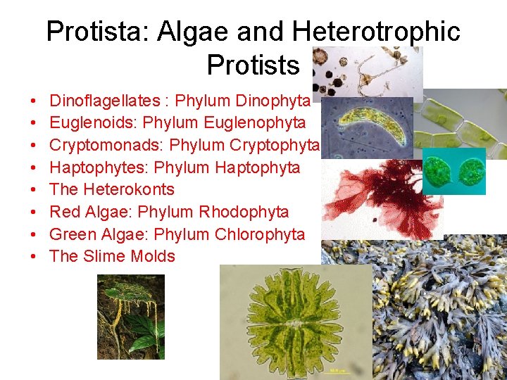 Protista: Algae and Heterotrophic Protists • • Dinoflagellates : Phylum Dinophyta Euglenoids: Phylum Euglenophyta
