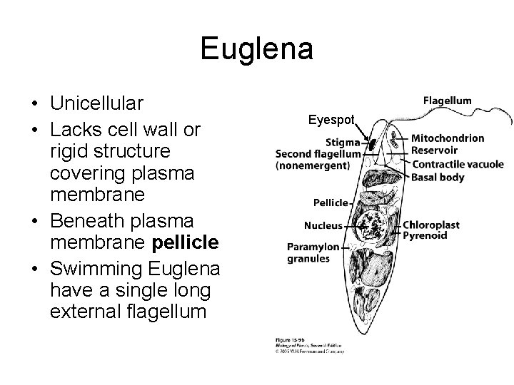 Euglena • Unicellular • Lacks cell wall or rigid structure covering plasma membrane •