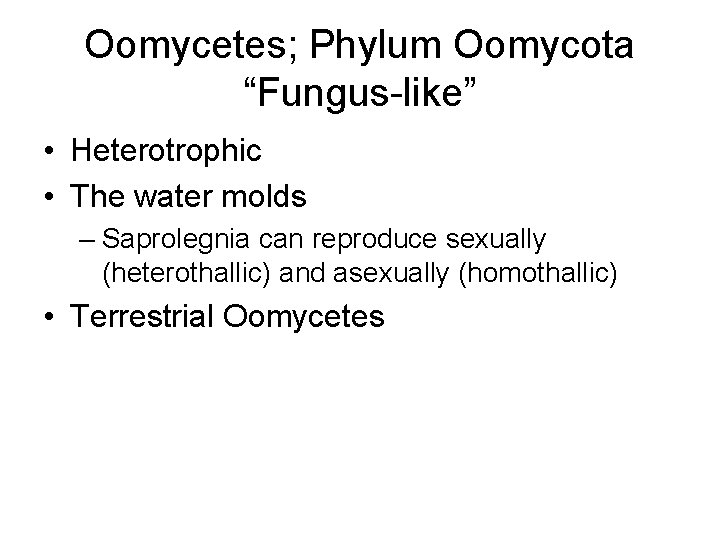 Oomycetes; Phylum Oomycota “Fungus-like” • Heterotrophic • The water molds – Saprolegnia can reproduce