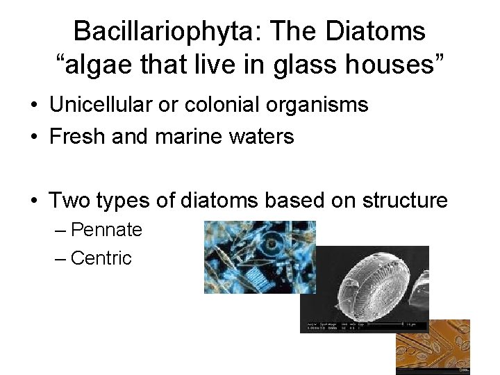 Bacillariophyta: The Diatoms “algae that live in glass houses” • Unicellular or colonial organisms