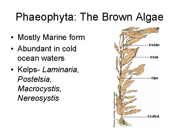 Phaeophyta: The Brown Algae • Mostly Marine form • Abundant in cold ocean waters