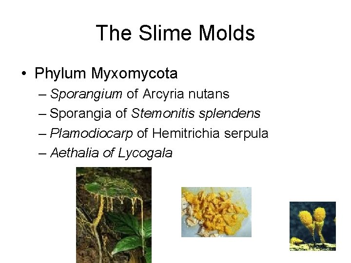 The Slime Molds • Phylum Myxomycota – Sporangium of Arcyria nutans – Sporangia of