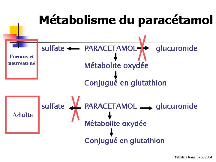 Métabolisme du paracétamol Foeutus et nouveau-né sulfate PARACETAMOL glucuronide Métabolite oxydée Conjugué en glutathion