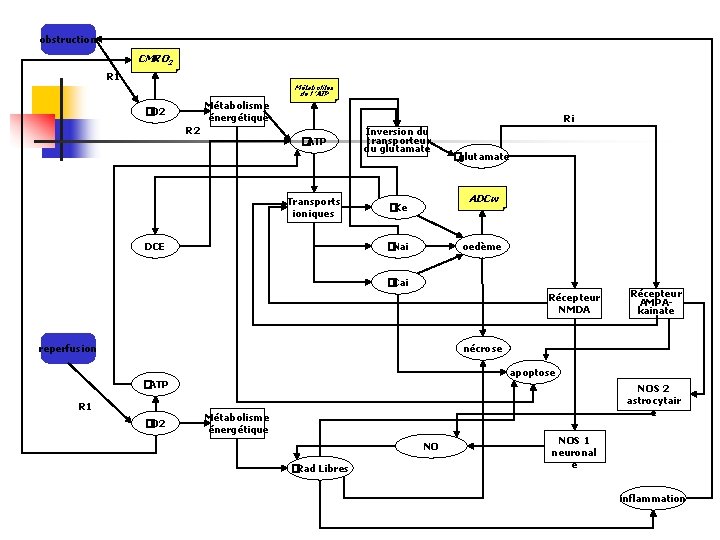 obstruction CMRO 2 R 1 Métabolites de l ’ATP Métabolisme énergétique �O 2 Ri