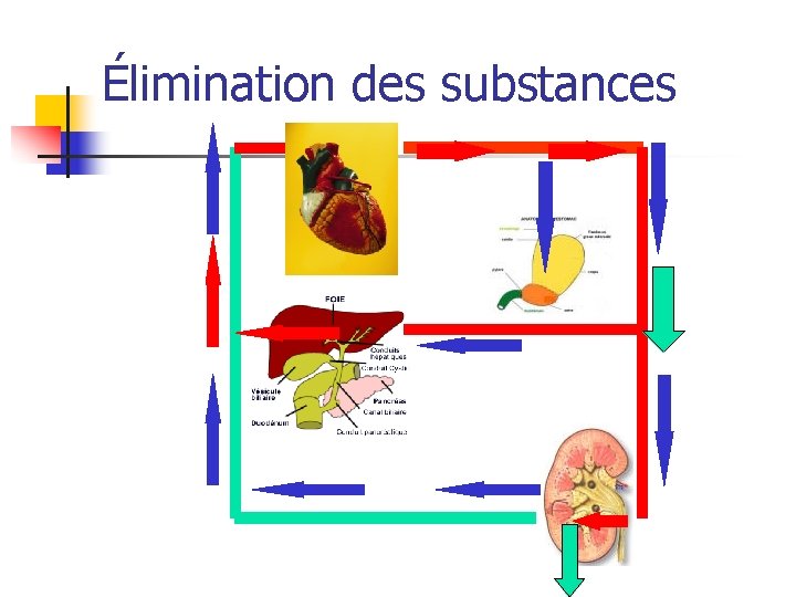 Élimination des substances 