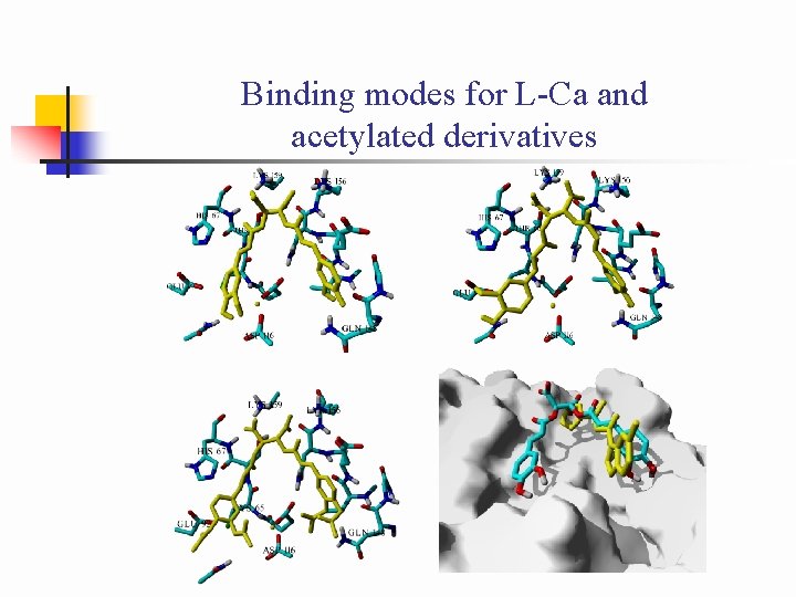 Binding modes for L-Ca and acetylated derivatives 