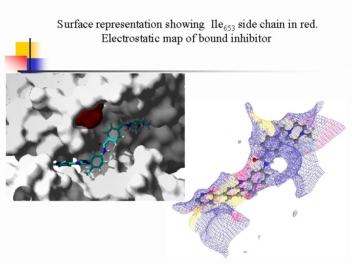 Surface representation showing Ile 653 side chain in red. Electrostatic map of bound inhibitor