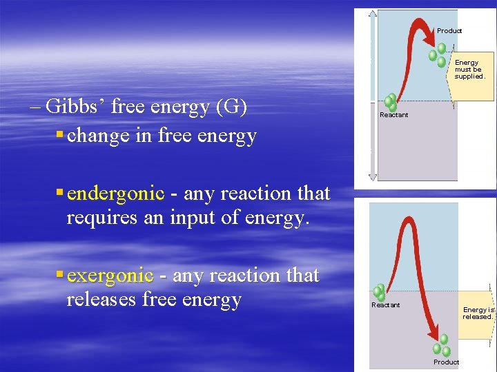 Energy supplied Energy released – Gibbs’ free energy (G) § change in free energy