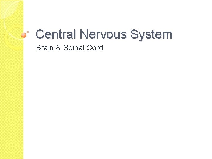 Central Nervous System Brain & Spinal Cord 