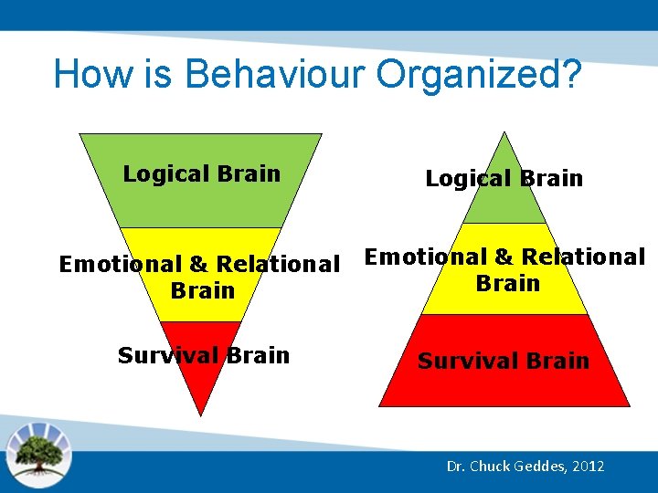How is Behaviour Organized? Logical Brain Emotional & Relational Brain Survival Brain Dr. Chuck