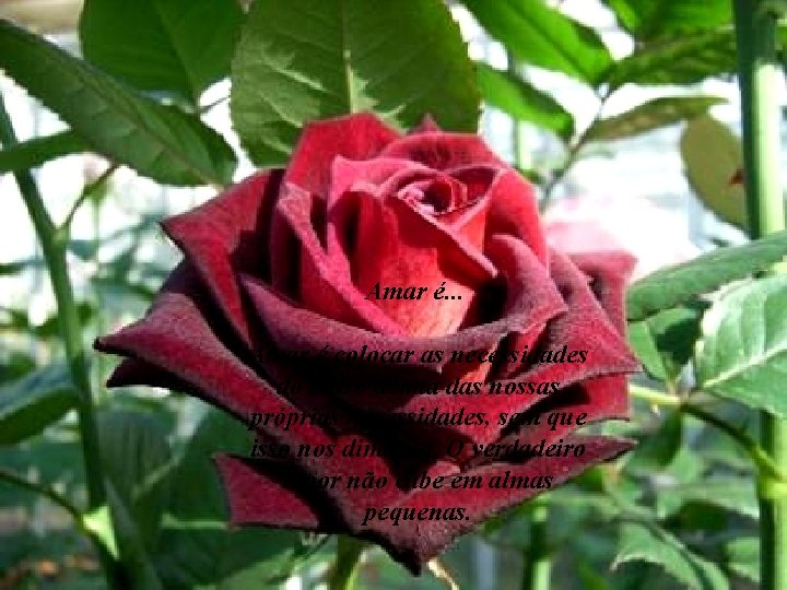 Amar é. . . Amar é colocar as necessidades do outro acima das nossas