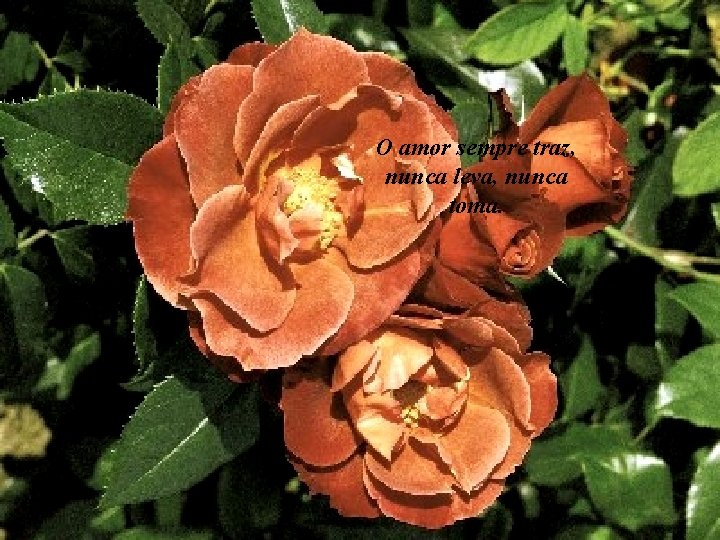O amor sempre traz, nunca leva, nunca toma. 