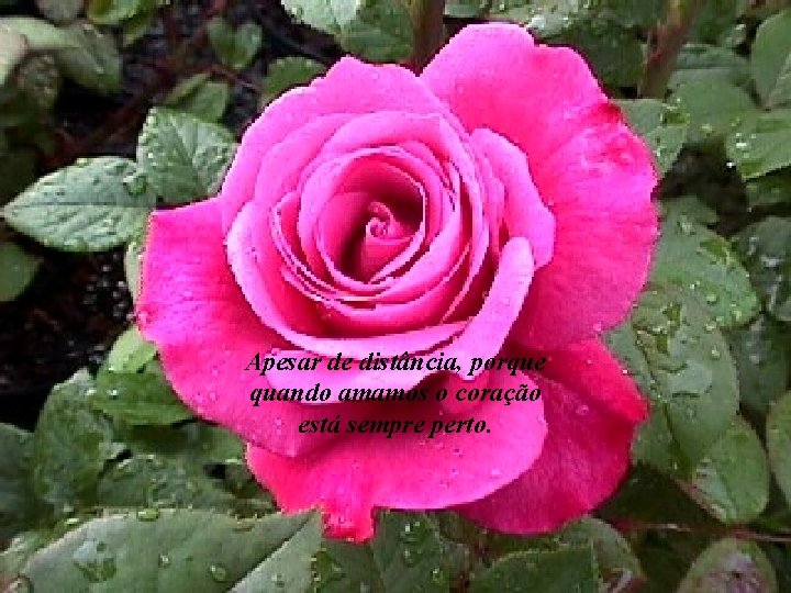 Apesar de distância, porque quando amamos o coração está sempre perto. 