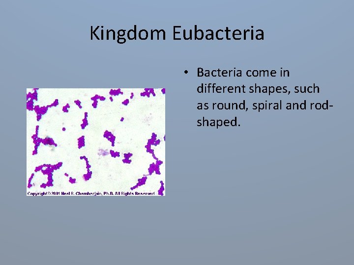 Kingdom Eubacteria • Bacteria come in different shapes, such as round, spiral and rodshaped.