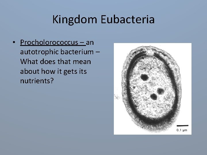 Kingdom Eubacteria • Procholorococcus – an autotrophic bacterium – What does that mean about