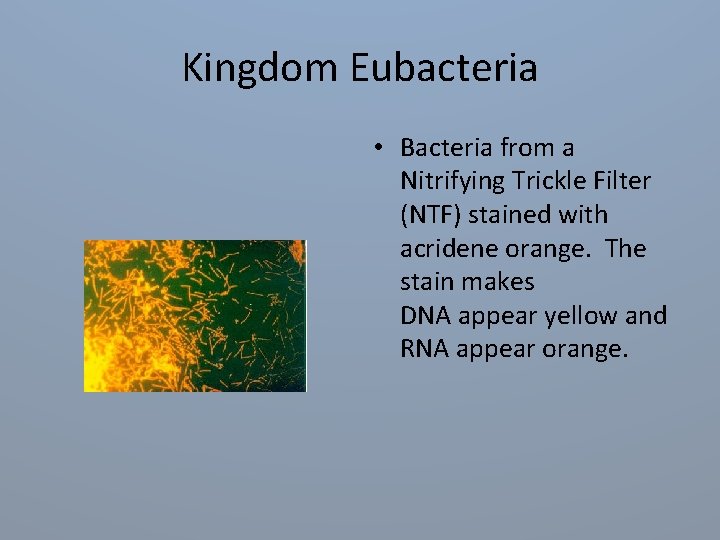 Kingdom Eubacteria • Bacteria from a Nitrifying Trickle Filter (NTF) stained with acridene orange.