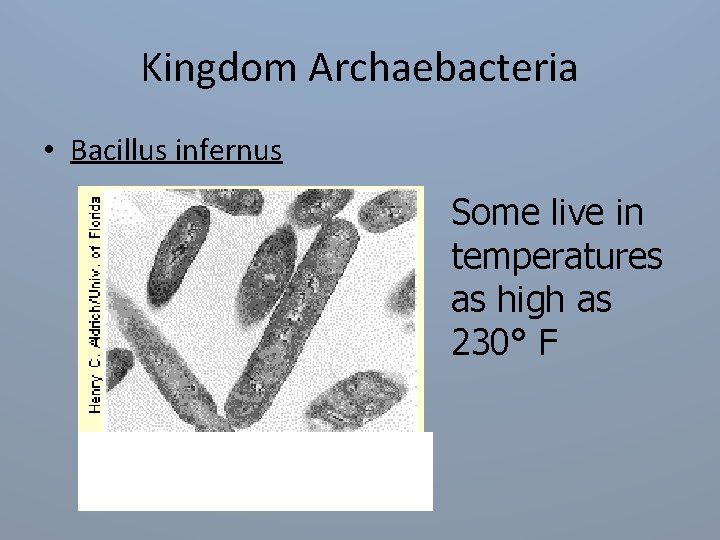 Kingdom Archaebacteria • Bacillus infernus Some live in temperatures as high as 230° F