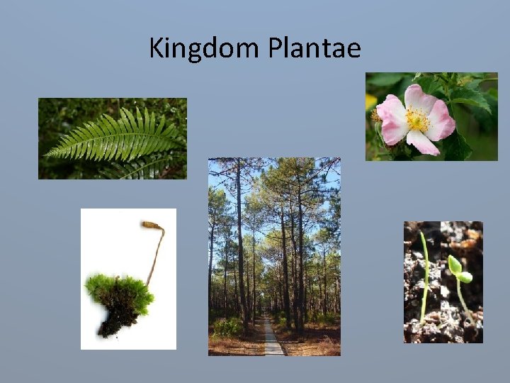 Kingdom Plantae 