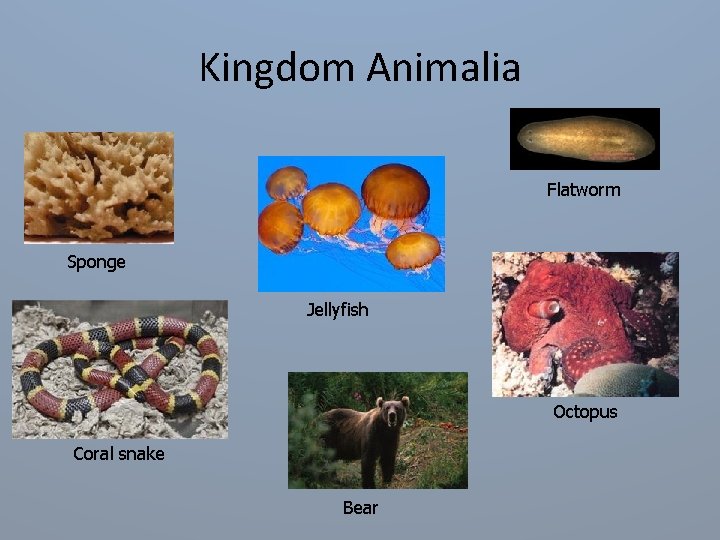 Kingdom Animalia Flatworm Sponge Jellyfish Octopus Coral snake Bear 
